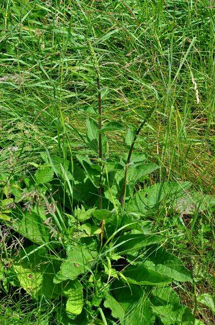 Image of mullein