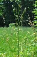 Image of nipplewort