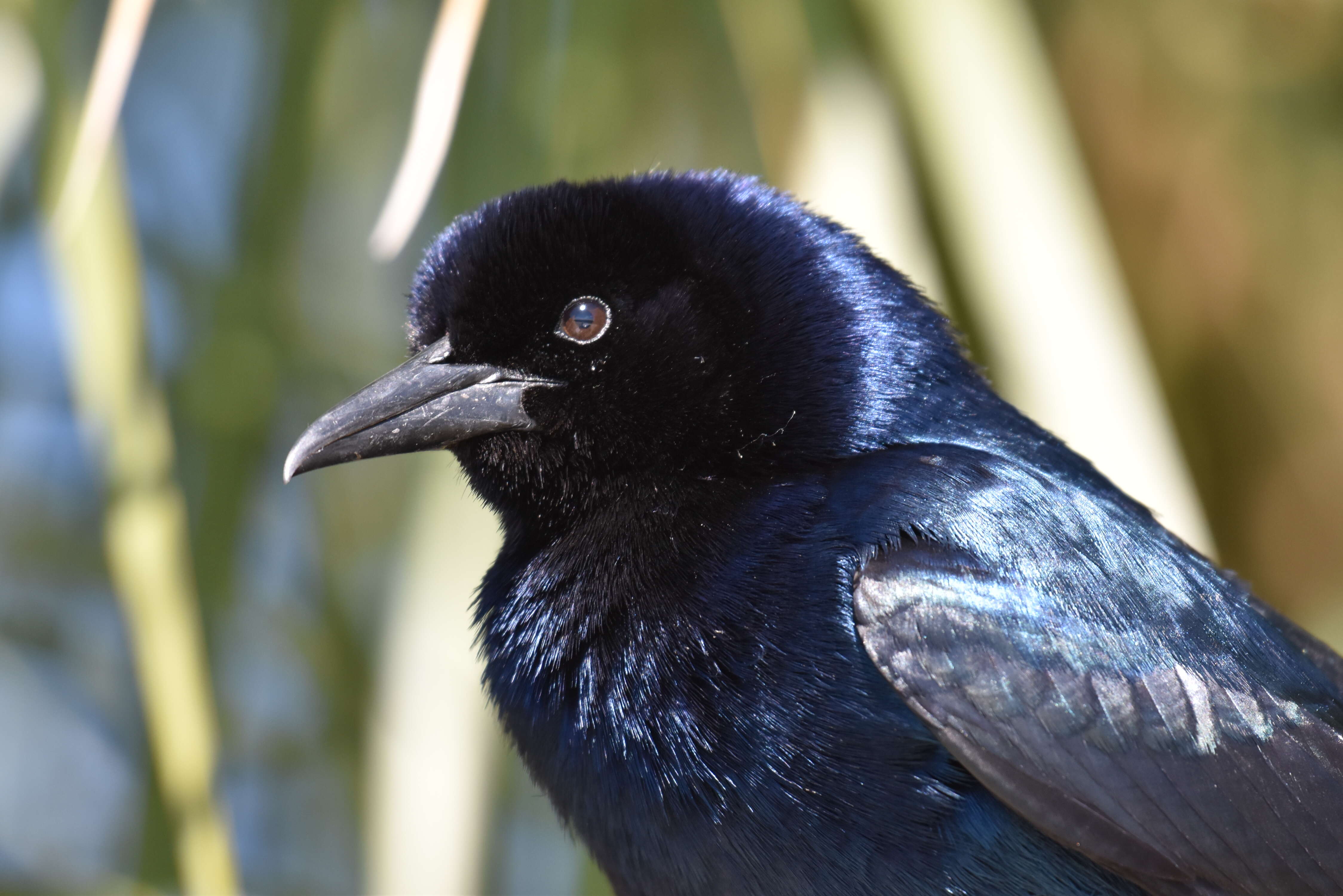 Image of Boat-tailed Grackle