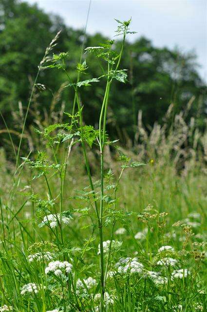 Image of Aethusa cynapium subsp. cynapium