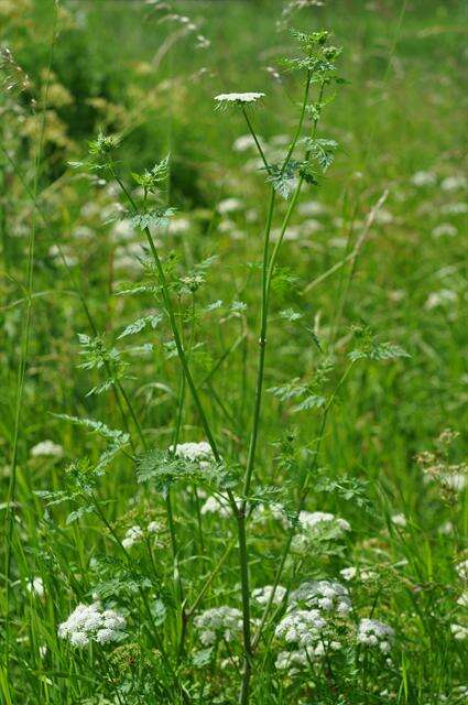 Imagem de Aethusa cynapium subsp. cynapium