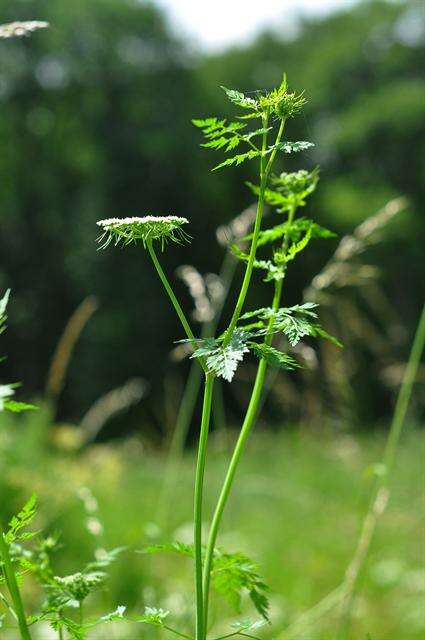 Image of Aethusa cynapium subsp. cynapium