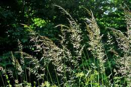 Image of Button Grass