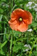 Image of Papaver laevigatum M. Bieb.