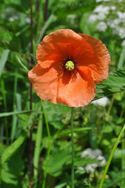 Image of Papaver laevigatum M. Bieb.