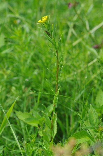 Image of wallflower