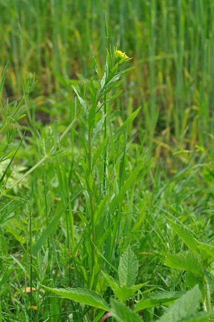 Image of wallflower