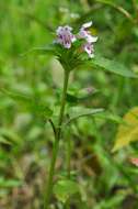 Image of hempnettle