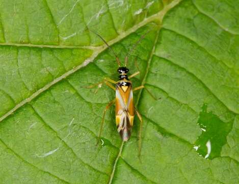 Слика од Cyllecoris