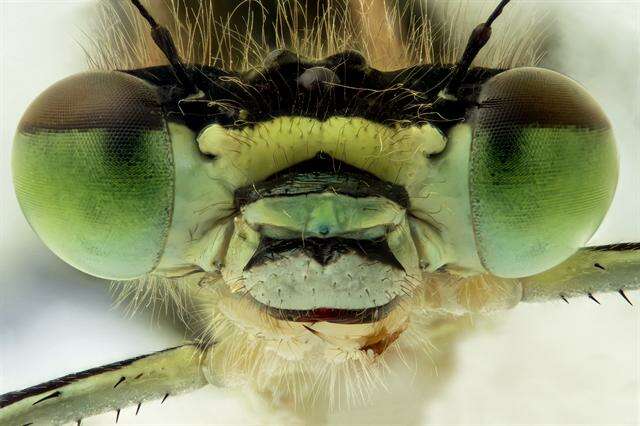 Image of Spearhead Bluet