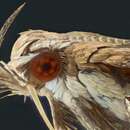 Image of Leaf Blotch Miner Moth