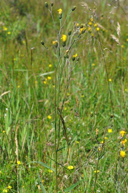 Image of Hieracium rebildense Wiinst.