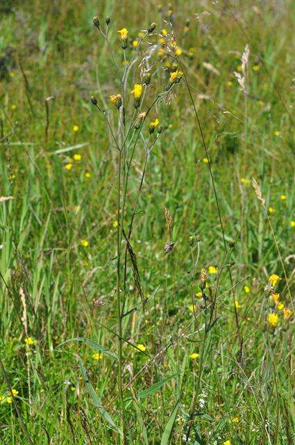 Image of Hieracium rebildense Wiinst.