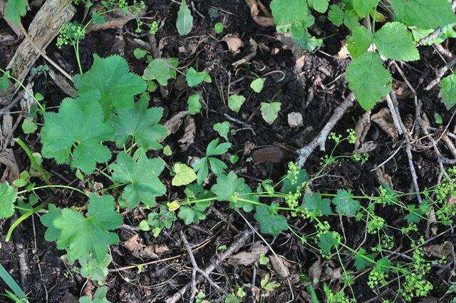 Image of lady's mantle