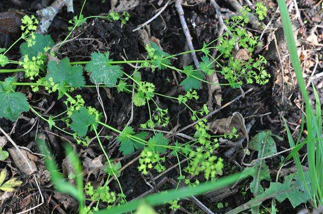 Image of lady's mantle