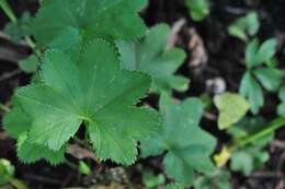 Image of lady's mantle