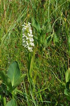 Dactylorhiza incarnata subsp. ochroleuca (Wüstnei ex Boll) P. F. Hunt & Summerh. resmi