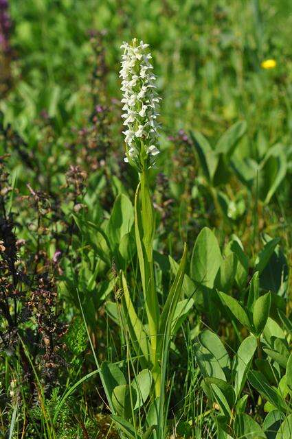 Dactylorhiza incarnata subsp. ochroleuca (Wüstnei ex Boll) P. F. Hunt & Summerh. resmi