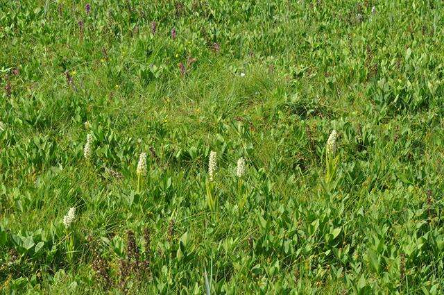 Dactylorhiza incarnata subsp. ochroleuca (Wüstnei ex Boll) P. F. Hunt & Summerh. resmi