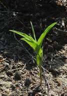 Image of Helleborine