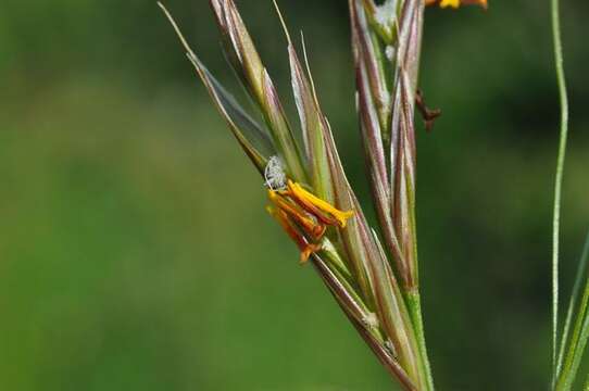 Imagem de Bromus