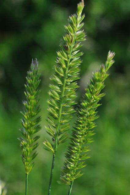 Image of Dogstail grass