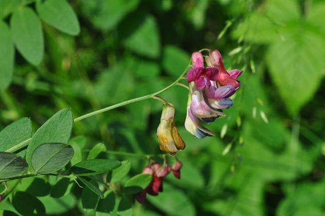 Imagem de Lathyrus niger (L.) Bernh.