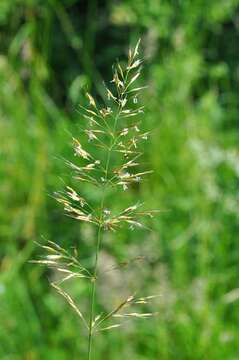 Image of oatgrass