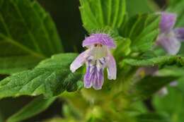 Image of hempnettle