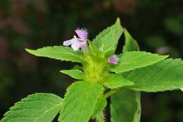 Image of hempnettle