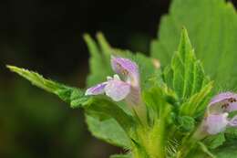 Image of hempnettle