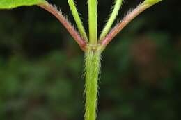 Image of hempnettle