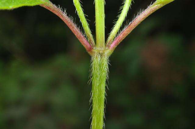 Image of hempnettle