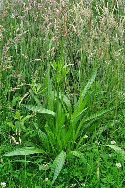 Image of plantain