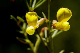 Image of Wright's deervetch