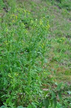 Image of ragwort