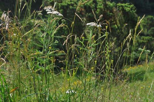 Image of yarrow