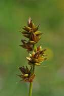 Image de Carex spicata Huds.