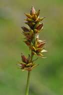 Image de Carex spicata Huds.