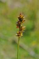 Image de Carex spicata Huds.