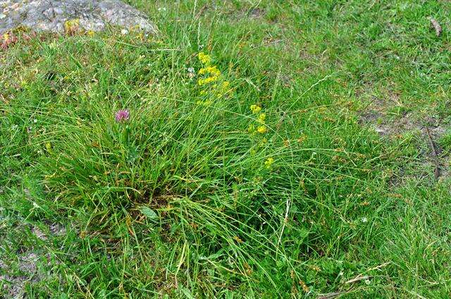 Image de Carex spicata Huds.