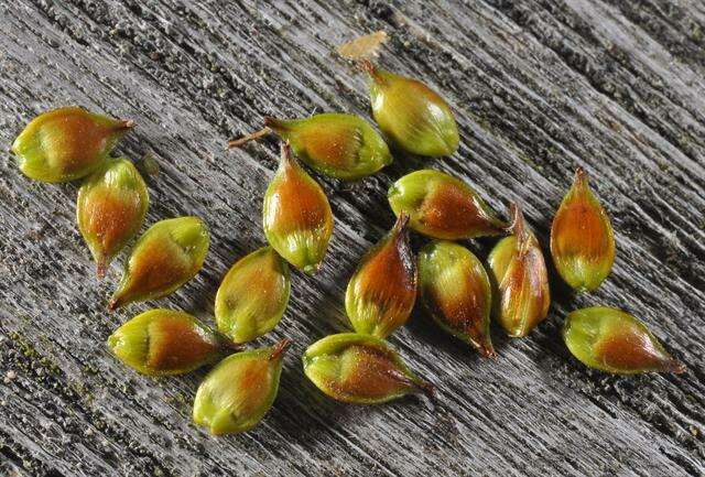 Image de Carex spicata Huds.