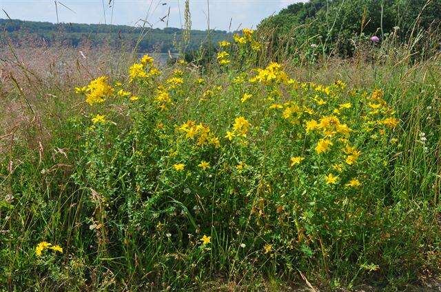 Image of St John's-wort