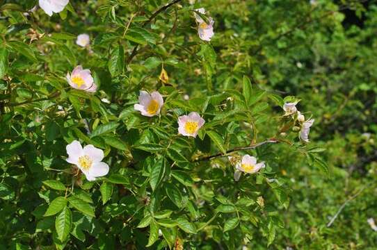 Image of Rosa inodora Fries