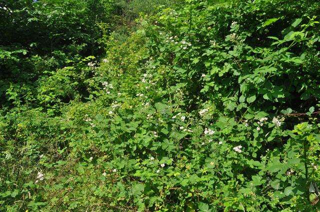 Image of Himalayan blackberry