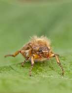 Image of European Chafers