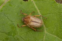 Image of European Chafers