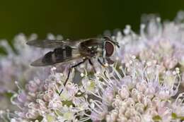 Image of Leucozona