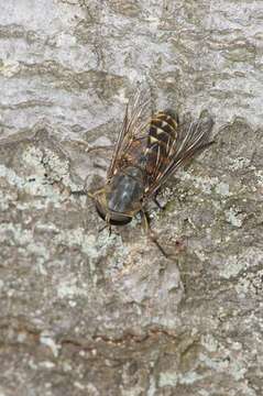 Image of horse and deer flies