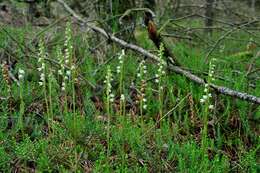 Image of Rattlesnake plantain